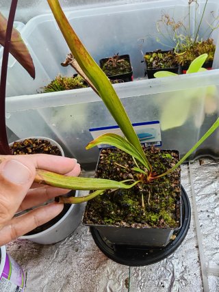 Sarracenia planta carnívora
