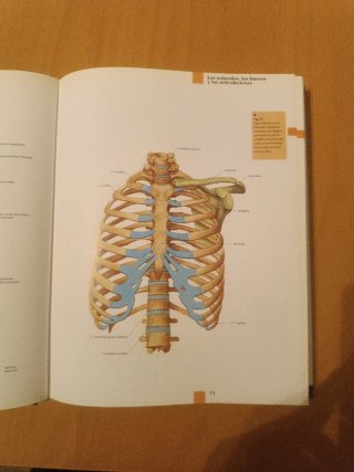 Atlas de anatomía órganos, sistemas y estructuras