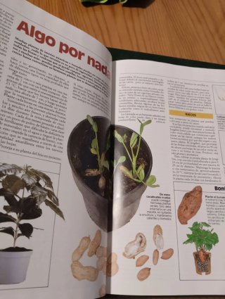 Colección plantas de interior
