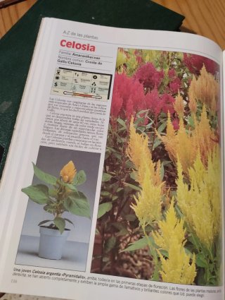 Colección plantas de interior