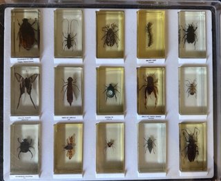 Colección Bichos National Geographic