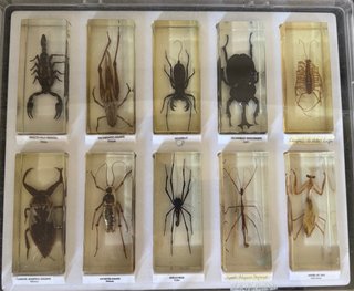 Colección Bichos National Geographic