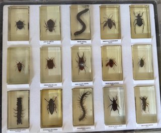 Colección Bichos National Geographic