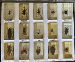 Colección Bichos National Geographic