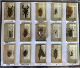 Colección Bichos National Geographic