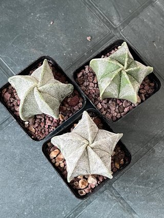 Astrophytum myriostigma - 3 piante