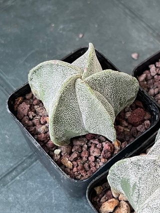 Astrophytum myriostigma - 3 piante