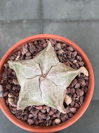 Astrophytum myriostygma cactus