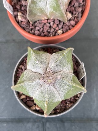 Astrophytum myriostygma cactus