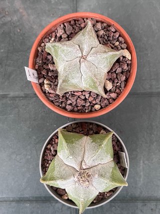 Astrophytum myriostygma cactus