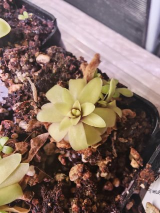 Pinguicula Anna