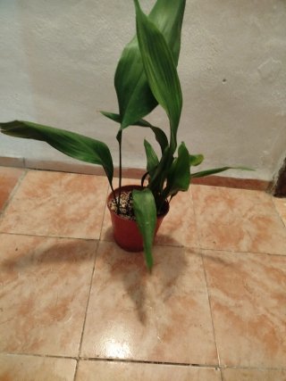 Planta de interior Pilistra