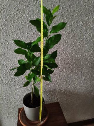 Limonero Eureka 4 estaciones
