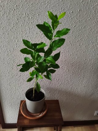 Limonero Eureka 4 estaciones
