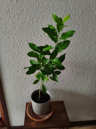 Limonero Eureka 4 estaciones