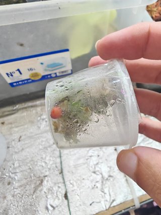 Drosera Porrecta Tuberosas