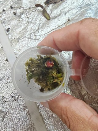 Drosera Porrecta Tuberosas