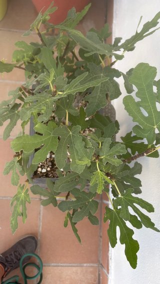 Bonsai Higuera