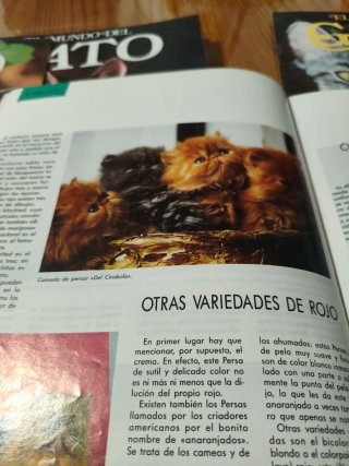 Colección el mundo del gato