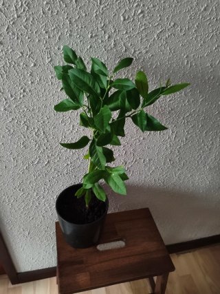 Limonero Eureka 4 estaciones