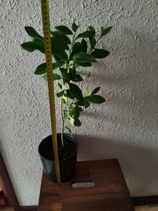 Limonero Eureka 4 estaciones