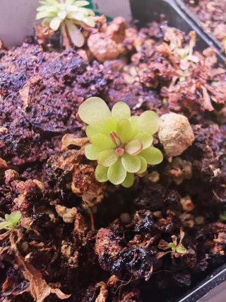 Pinguicula Miranda hojas rojas