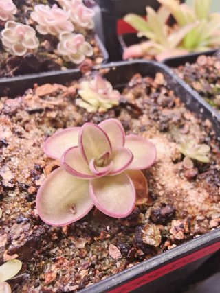 Pinguicula Potosiensis Red Leaves