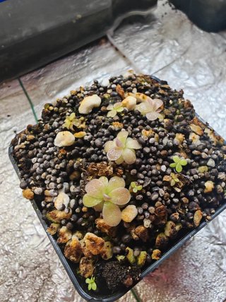 Pinguicula Baby Cherry Blossom