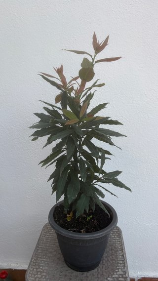 Planta de Laurel en Maceta