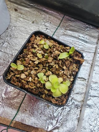 Pinguicula Baby Ibarrae
