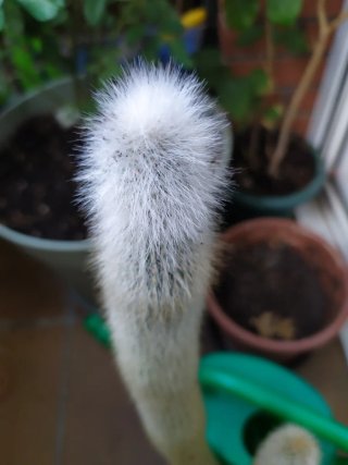 Cactus Cleistocactus strausii (Antorcha de Plata)