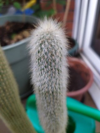 Cactus Cleistocactus strausii (Antorcha de Plata)