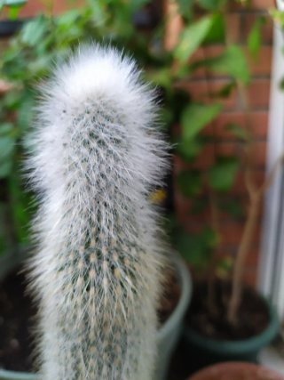 Cactus Cleistocactus strausii (Antorcha de Plata)