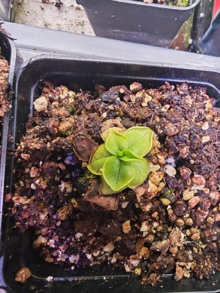 Pinguicula 'Nahuelbutensis' Planta Carnívora
