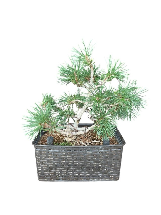 Pino Mugo Bonsai / Prebonsai 45 cm