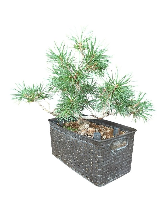 Pino Mugo Bonsai / Prebonsai 45 cm