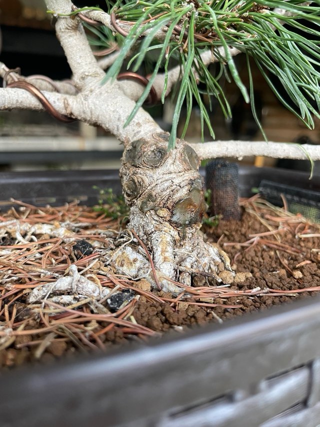 Pino Mugo Bonsai / Prebonsai 45 cm