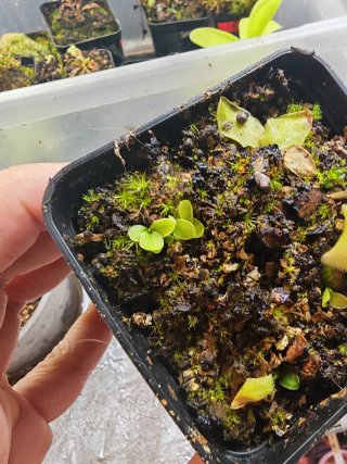 Pinguicula baby 'Vallisnefolia Grandiflora'