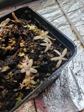 Bebés Pinguiculas Gracilis x Moctezumae