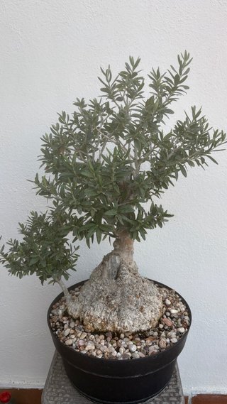 Acebuche bonsai
