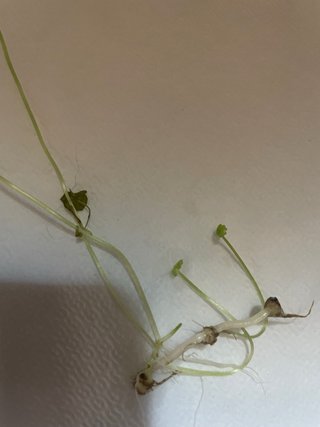 Centella