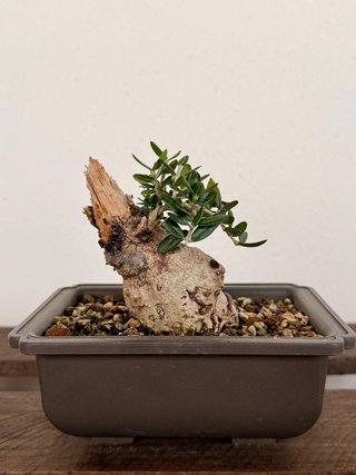 Acebuche bonsai mini