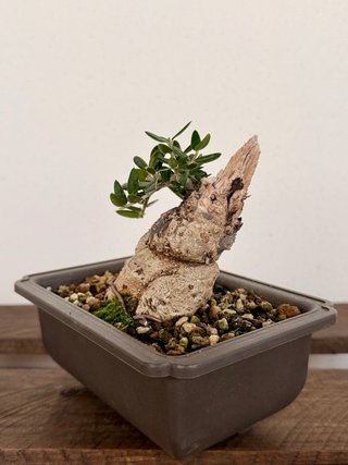 Acebuche bonsai mini