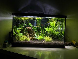 Acuario completo con filtro y CO2