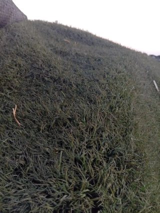 Césped artificial verde