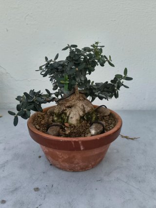 Bonsái Acebuche
