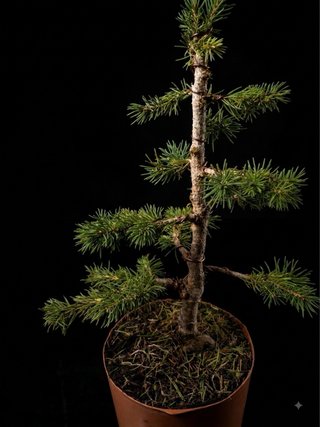 Pre-bonsai Picea30 cm