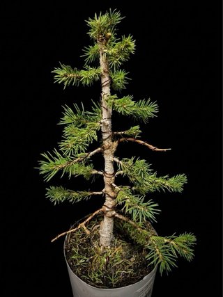 Pre-bonsai Picea30 cm