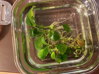 Anubias planta acuática, el precio es por brote