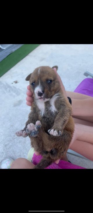 Cachorros Labrador 2 meses
